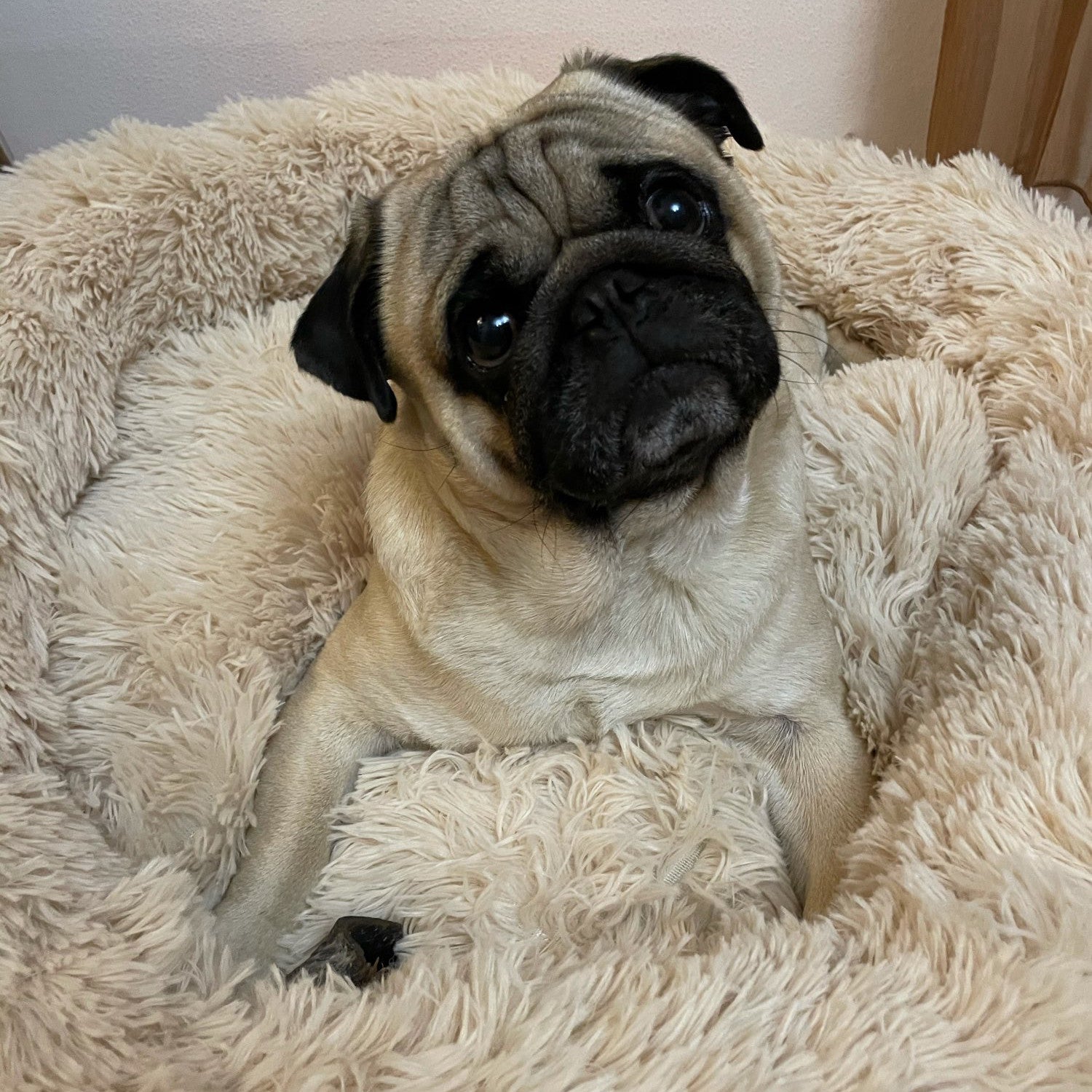 Soothing Calming Dog Bed