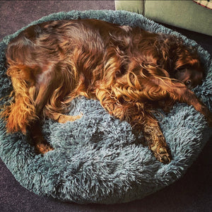Soothing Calming Dog Bed