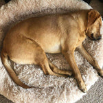 Soothing Calming Dog Bed